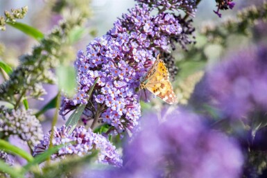 Buddleja davidii 'Empire Blue' arbuste 100-125 cm