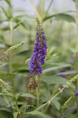 Buddleja davidii 'Empire Blue' arbuste 100-125 cm