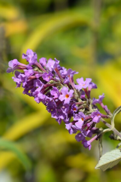Buddleja davidii 'Free Petite Dark Pink' arbuste 25-30 cm