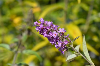 Buddleja davidii 'Free Petite Dark Pink' arbuste 25-30 cm