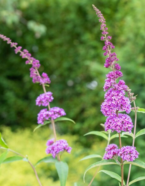 Buddleja davidii 'Ile de France' arbuste 60-80 cm