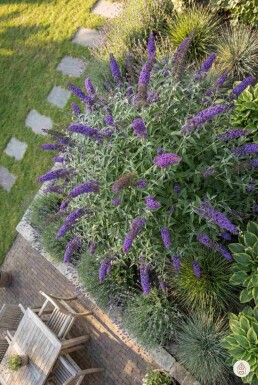Buddleja davidii 'Nanho Blue' arbuste 80-100 cm