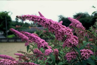 Buddleja davidii 'Pink Delight' arbuste 60-80 cm