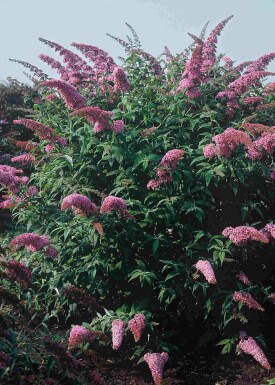 Buddleja davidii 'Pink Delight' arbuste 60-80 cm