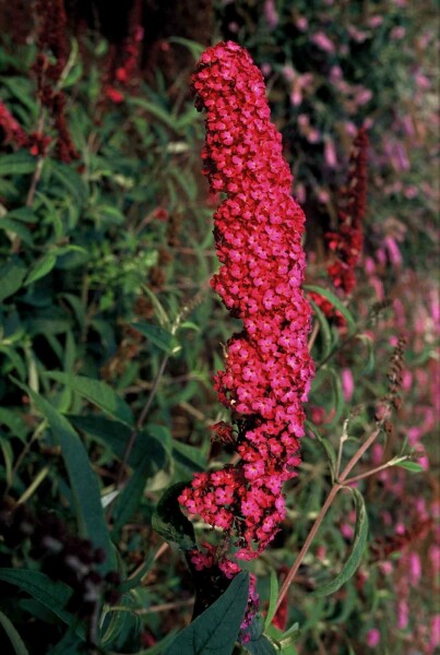 Buddleja davidii 'Royal Red' arbuste 40-60 cm