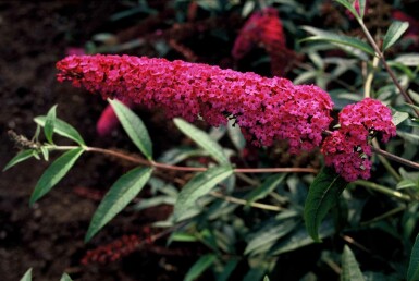 Buddleja davidii 'Royal Red' arbuste 40-60 cm