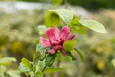 Calycanthus 'Hartlage Wine' arbuste 40-60 cm