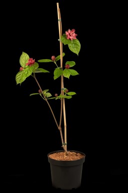 Calycanthus 'Hartlage Wine' arbuste 40-60 cm