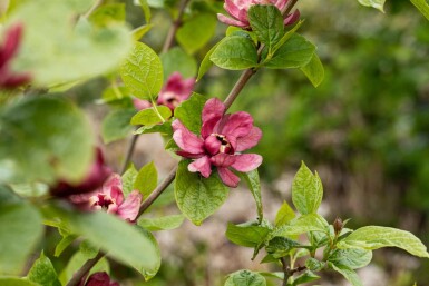 Calycanthus 'Hartlage Wine' arbuste 80-100 cm