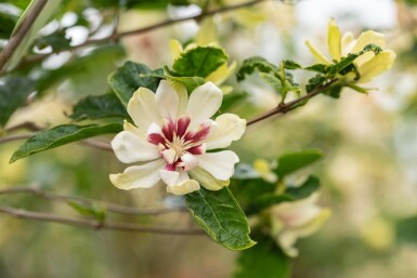 Calycanthus 'Venus' arbuste 60-80 cm