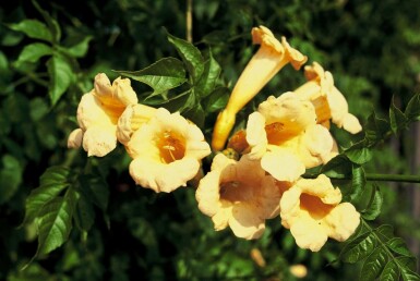 Campsis radicans 'Flava' arbuste 80-100 cm