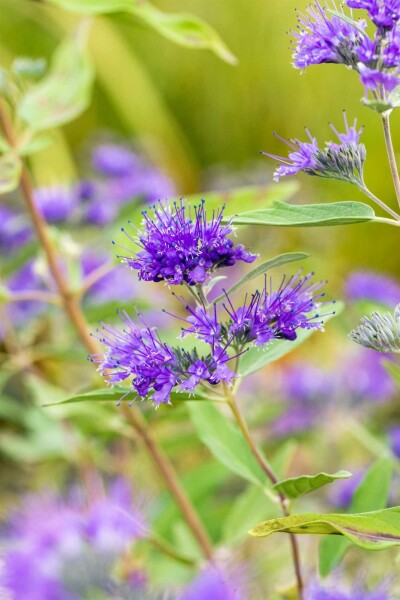 Caryopteris clandonensis 'Heavenly Blue' arbuste 30-40 cm