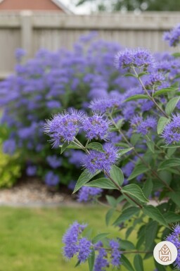 Caryopteris clandonensis 'Heavenly Blue' arbuste 30-40 cm