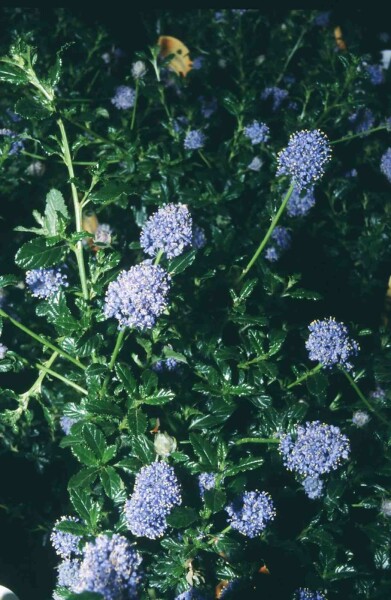 Ceanothus 'Blue Mound' arbuste 30-40 cm