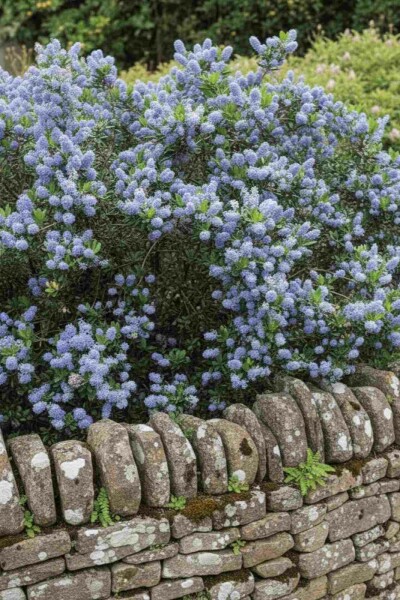 Ceanothus burkwoodii arbuste 60-80 cm