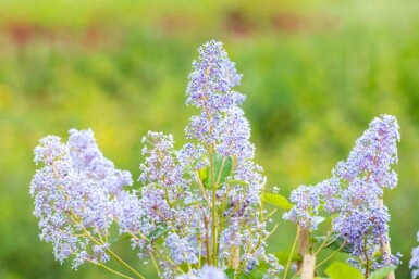 Ceanothus 'Gloire de Versailles' arbuste 40-50 cm