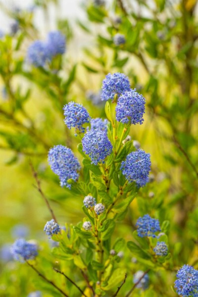 Ceanothus impressus 'Victoria' arbuste 25-30 cm