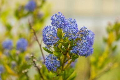 Ceanothus impressus 'Victoria' arbuste 25-30 cm