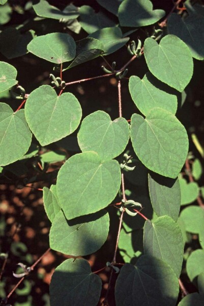 Cercidiphyllum japonicum arbuste 150-175 cm