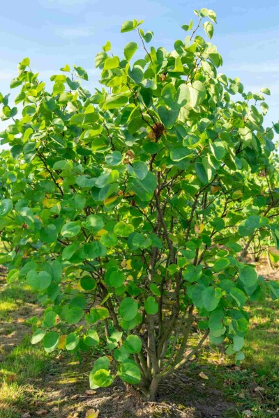 Cercis canadensis arbuste 80-100 cm