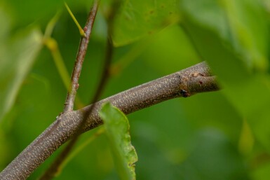 Cercis canadensis arbuste 100-125 cm
