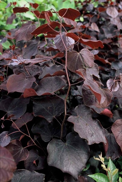 Cercis canadensis 'Forest Pansy' arbuste 80-100 cm