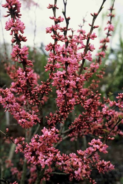 Cercis chinensis 'Avondale' arbuste