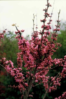 Cercis chinensis 'Avondale' arbuste