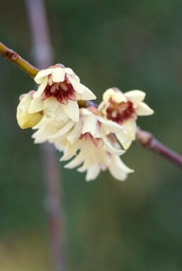 Chimonanthus praecox arbuste 60-80 cm