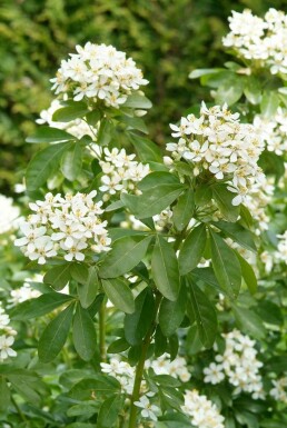 Choisya terné Choisya ternata arbuste 60-80 C20 Choisya ternata arbuste 60-80 cm