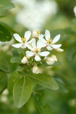 Choisya terné Choisya ternata arbuste 60-80 C20 Choisya ternata arbuste 60-80 cm