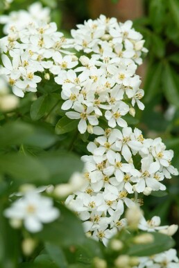 Choisya ternata arbuste 60-80 cm