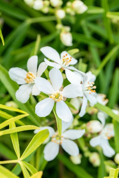 Choisya ternata 'Aztec Pearl' arbuste 60-80 cm