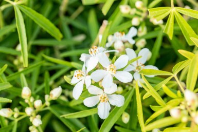 Choisya ternata 'Aztec Pearl' arbuste 60-80 cm