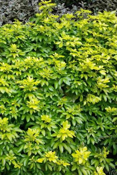 Choisya ternata 'Sundance' arbuste 25-30 cm