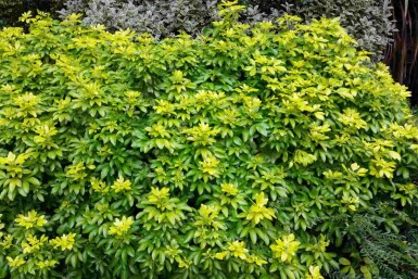 Choisya ternata 'Sundance' arbuste 25-30 cm