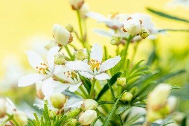 Choisya ternata 'White Dazzler' arbuste 35-40 cm