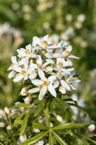 Choisya ternata 'White Dazzler' arbuste 80-100 cm