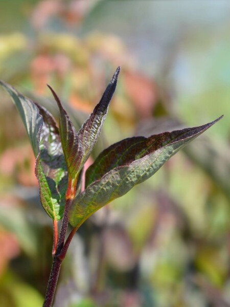 Cornus alba 'Kesselringii' arbuste 50-60 cm