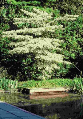 Cornus controversa 'Variegata' arbuste 125-150 cm