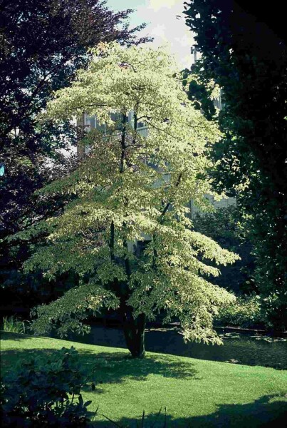 Cornus controversa 'Variegata' arbuste 175-200 cm
