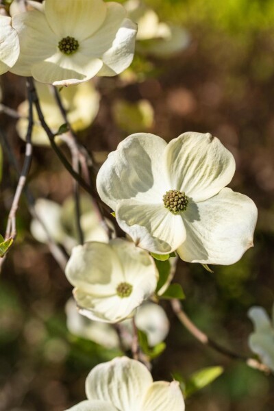 Cornus florida arbuste 200-250 cm