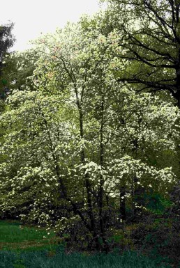 Cornus kousa arbuste 50-60 cm