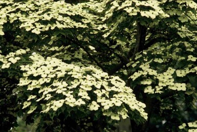 Cornus kousa arbuste 50-60 cm