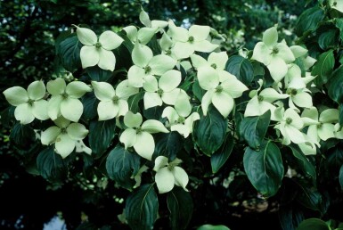 Cornus kousa 'China Girl' arbuste 80-100 cm