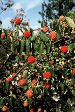 Cornus kousa 'China Girl' arbuste 80-100 cm
