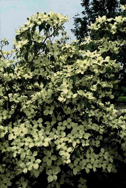Cornus kousa 'China Girl' arbuste 125-150 cm