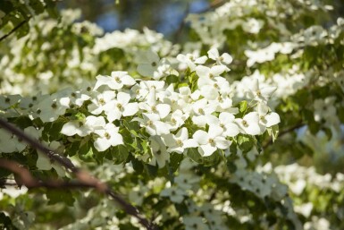 Cornus kousa chinensis arbuste 125-150 cm