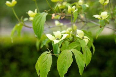 Cornus kousa chinensis arbuste 175-200 cm