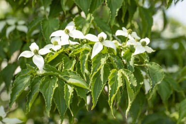 Cornus kousa 'Milky Way' arbuste 60-80 cm